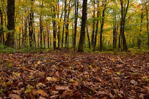 Une érablière en automne