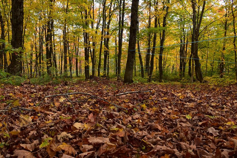 A maple forest in autumn by Claude Laprise