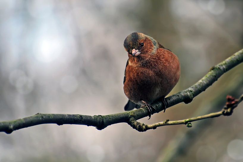 Vink von Jeannette Penris