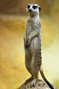 Colonne attentive sur le suricate mignon. Suricate vigilant sur fond jaune-orange. sur Michael Semenov