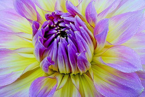 RÊVES DE FLEURS 22