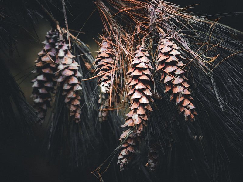 apples by snippefotografie