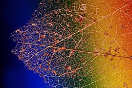 Blätter im Herbst von Jolanta Mayerberg