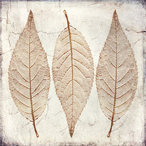 Drei Blätter in Gold auf Vintage Papier