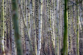 Birch forest