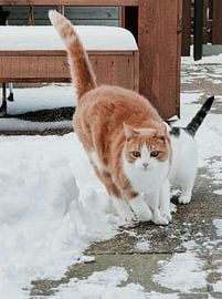 Cat in the snow by Daphne Hoedjes
