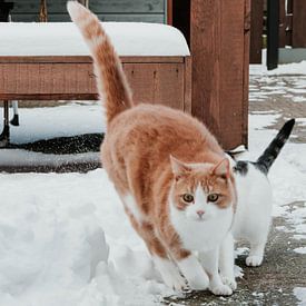 Katze im Schnee von Daphne Hoedjes