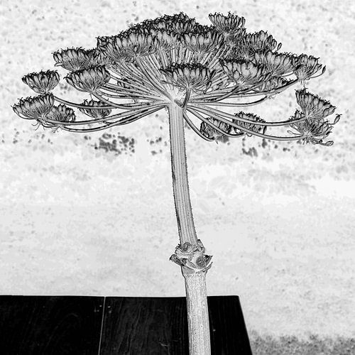 Reuze berenklauw in grafisch zwart-wit