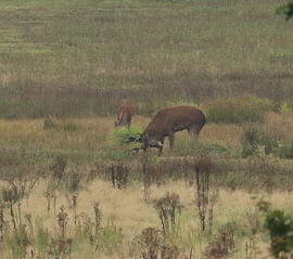 La période du rut chez le cerf élaphe sur Mootjes