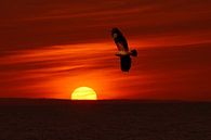 Buizerd bij zonsondergang, Buzzard at sunset van Aart Reitsma thumbnail