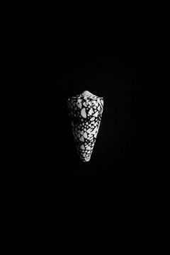 Minimalistische zwart-wit print van de zeeschelp Conus marmoreus van ellenklikt