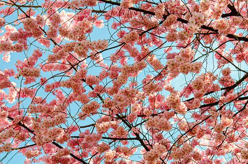 Sea of cherry blossoms against a blue sky