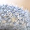 Pareltjes van de natuur. Een bol van zaadpluizen van de paardenbloem met druppels van Birgitte Bergman