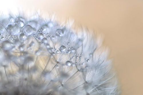 Pareltjes van de natuur. Een bol van zaadpluizen van de paardenbloem met druppels