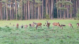 Herten, Zwijnen by Gijs van Veldhuizen