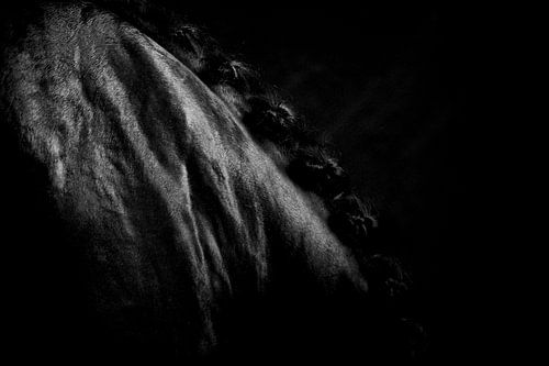Detailbeeld van zwart paard