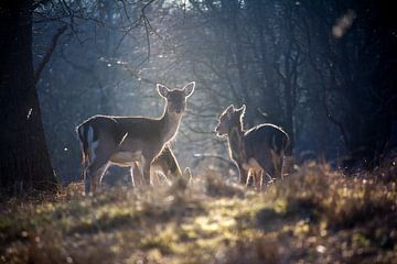 Cerf avec des jeunes sur Jessica Van Wynsberge