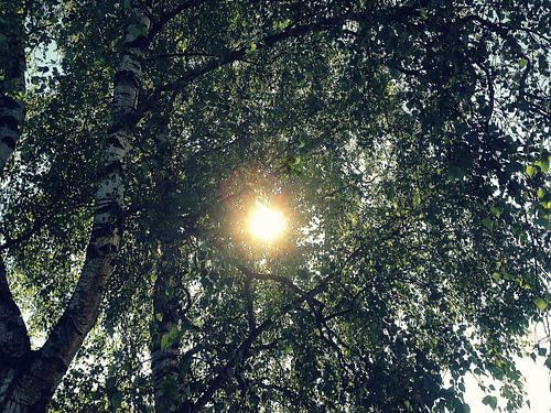 Zonlicht door de bomen