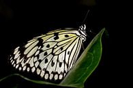 Monarch vlinder van Antwan Janssen thumbnail
