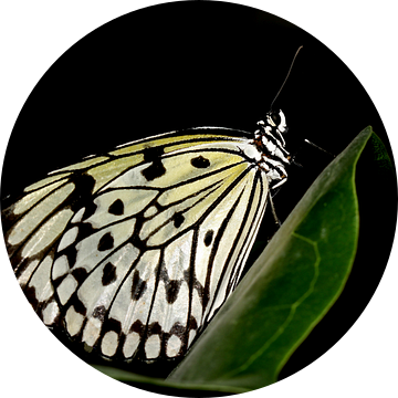 Monarch vlinder van Antwan Janssen