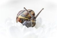 Slak op een bloem