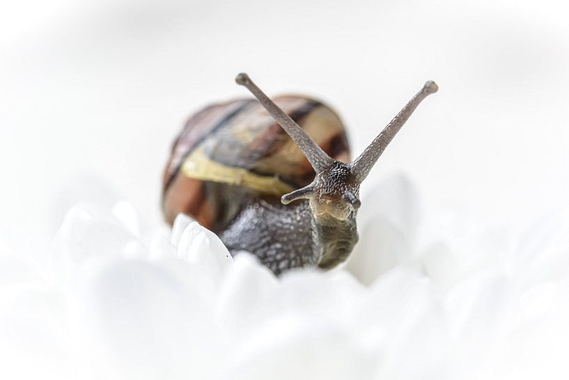 Escargot sur une fleur par Esther van Dijk