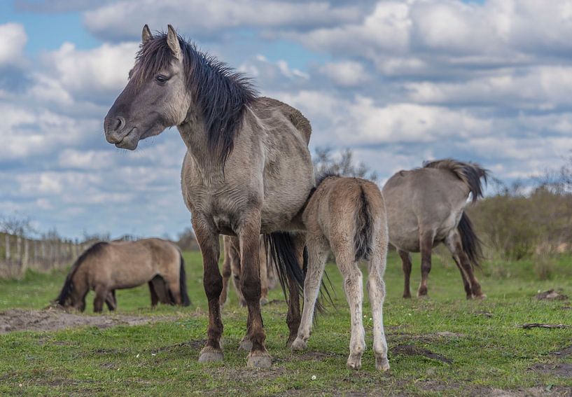 Konik mit Fohlen von Ans Bastiaanssen