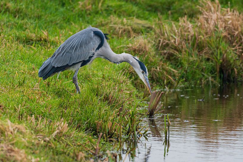 Blaureiher sieht seinen Prooj von Merijn Loch
