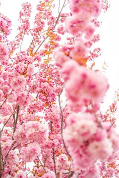 Cherry blossom flower cherry by Leo Schindzielorz