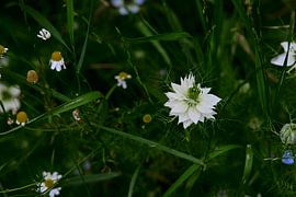 Little miss in green by Jurjen Melinga