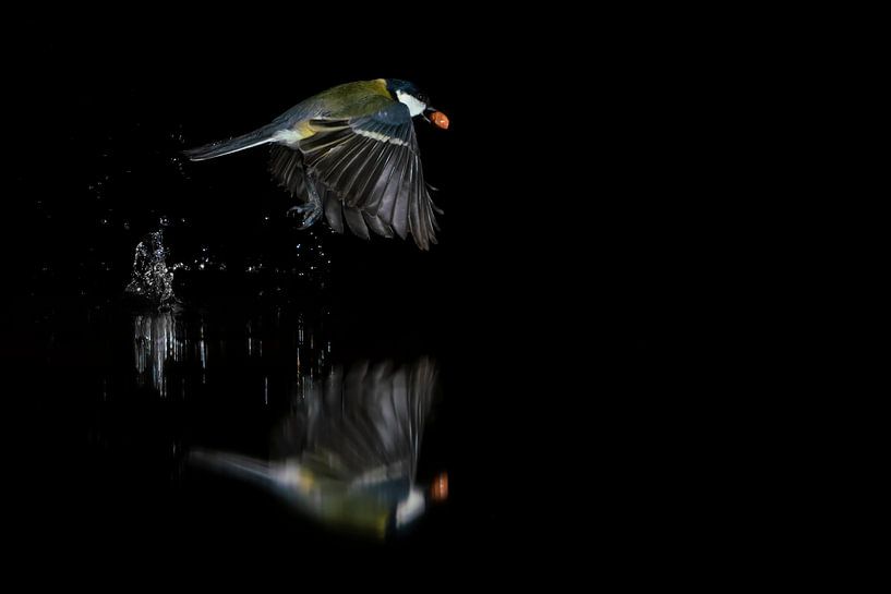 Koolmeesje (Parus major) in de vlucht met een zwarte achtergrond. van Albert Beukhof