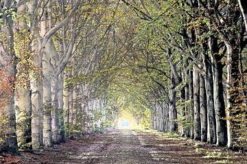 Sprookjesbos: Romantische bosweg met kasseien in Drenthe van Ans Houben