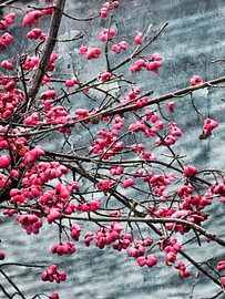 euonymus von fantasina