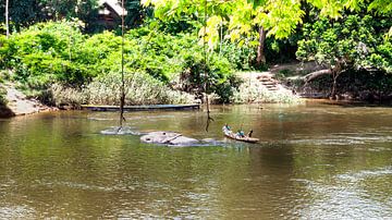 Het eiland Awarradam in Suriname van René Holtslag