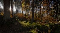 Avondlicht 