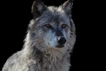 Wolf, Rocky Mountains Wolf