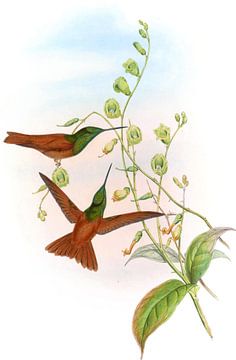 Boliviaanse regenboog, John Gould van Hummingbirds