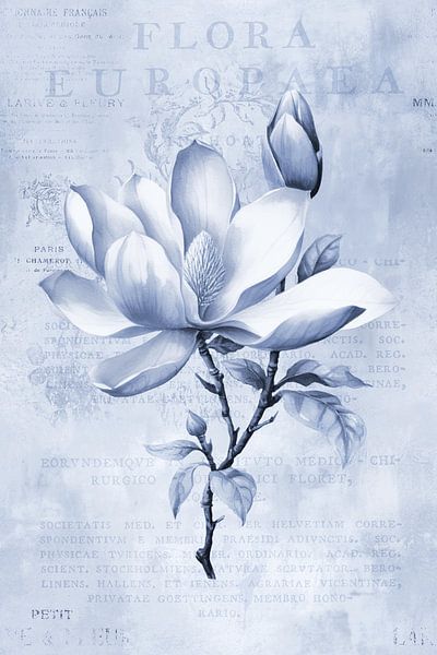 Magnolia Spring Romance Pastel Blue by Andrea Haase