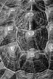 schildpad schild van Moon van het Water