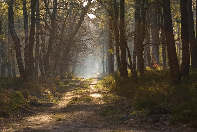 Forest path by Niels Barto