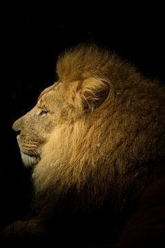 Portret van een Leeuw by Thomas Paardekooper
