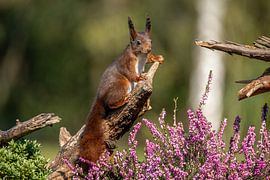 Squirrel in full concentration by Guy Bostijn