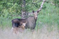 Eland met jong in de midzomernacht van Karla Leeftink thumbnail