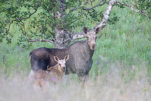 Elch mit Jungen in der Mittsommernacht von Karla Leeftink