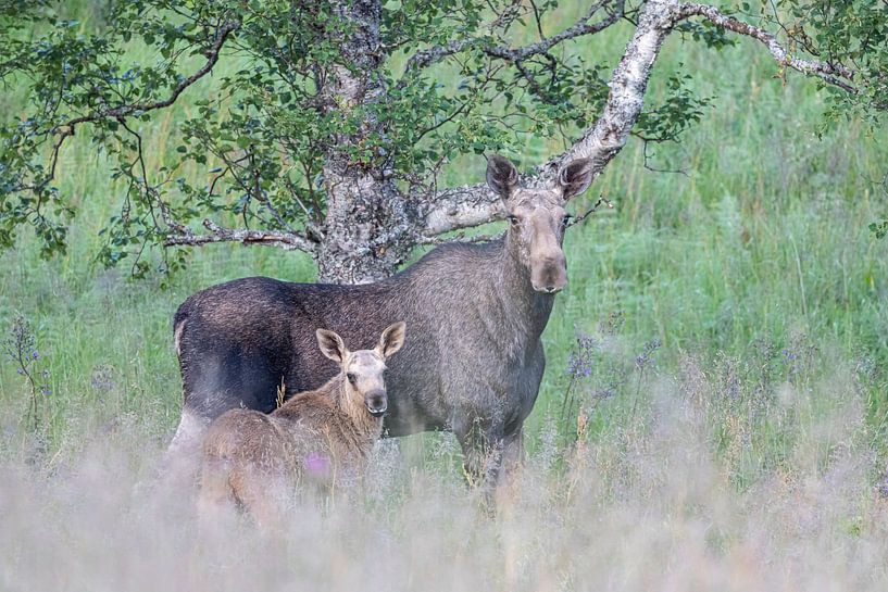 Eland met jong in de midzomernacht van Karla Leeftink