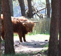 Schotse hooglander