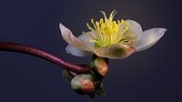 Helleborus