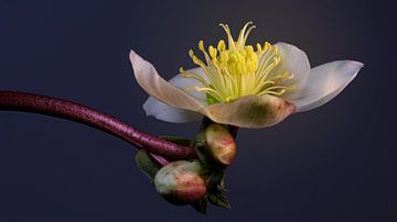 Helleborus van Bart Uijterlinde