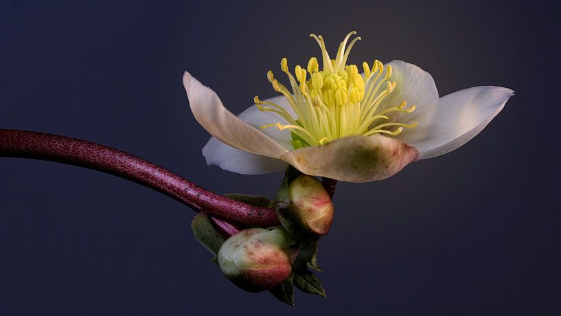 Helleborus by Bart Uijterlinde