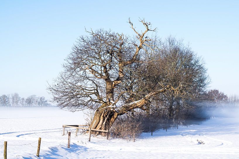 Kastanie in der Nähe einer steilen Kante, niederländische Winterlandschaft, Februar 2021 von Iris Brummelman